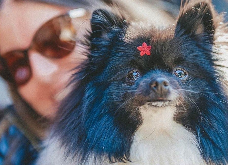 Cachorro no colo da tutora no Quintal